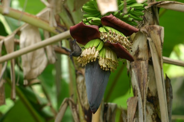 Le souimanga des Seychelles est nectarivore. <br> On voit fr&eacute;quement voltiger ce colibri aux alentours des hotels et des jardins.<br> Il affectionne particuli&egrave;rement l