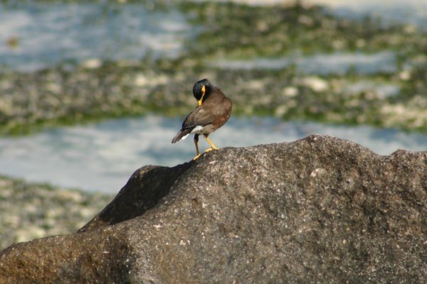 Le martin triste ou Manaite des Indes. 