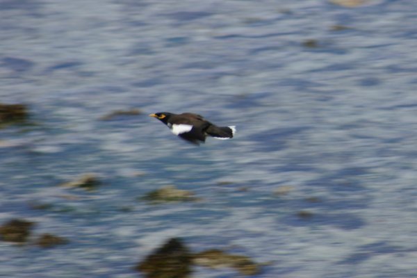 Martin triste des Seychelles ou Manaite des Indes, Marten , Acridotheres tristis 