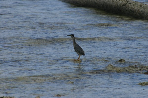 La Gasse, Makak ou Manik, Butorides striatus, Degens des Seychelles 