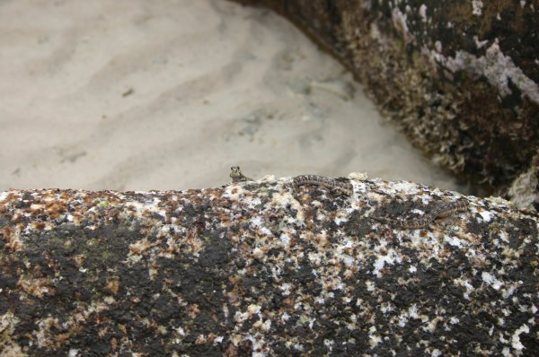 P&eacute;riophthalmes 