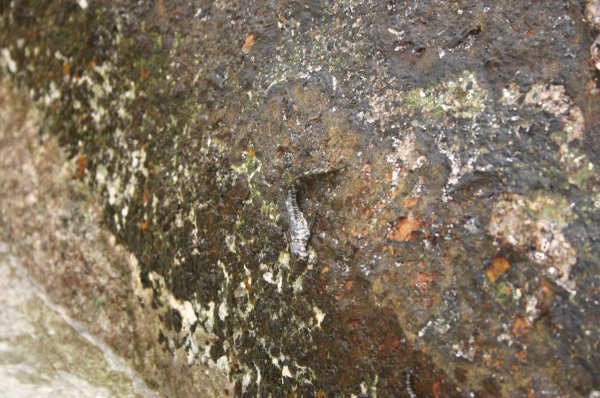 P&eacute;riophthalmes 