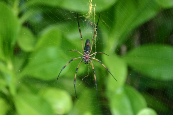 Araign&eacute;e (Les Seychelles,La Digue) <br><a href=../ladigue-17/index.html>Toutes les photos de la seconde journ&eacute;e &agrave; La Digue</a> 
