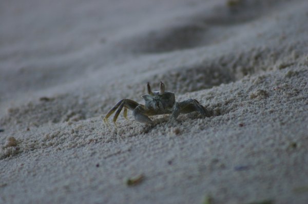 Crabe &agrave; la sortie de son trou (anse S&eacute;v&egrave;re au lever du soleil) 