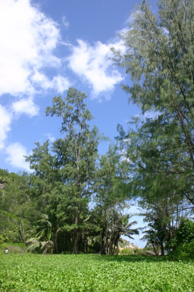 V&eacute;g&eacute;tation luxuriante avant d