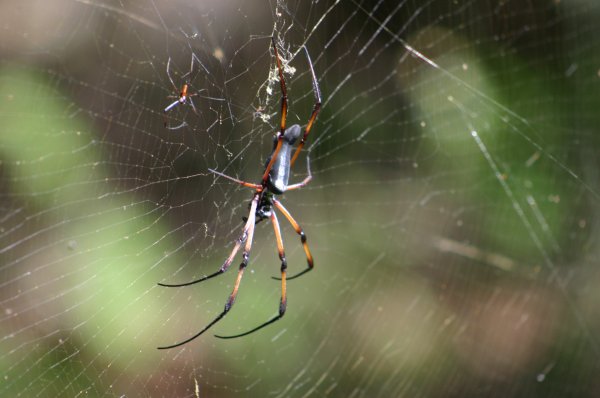  <br><a href=../araignees/index.html>Toutes les photos des araign&eacute;es</a> <br><a href=../araignees/index.html>Toutes les photos des araign&eacute;es</a> 