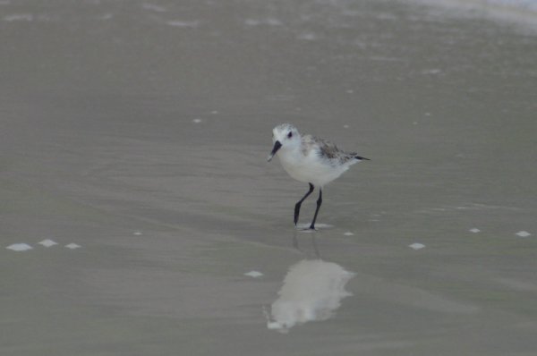 Becasseau de Sanderling, Calidris alba 