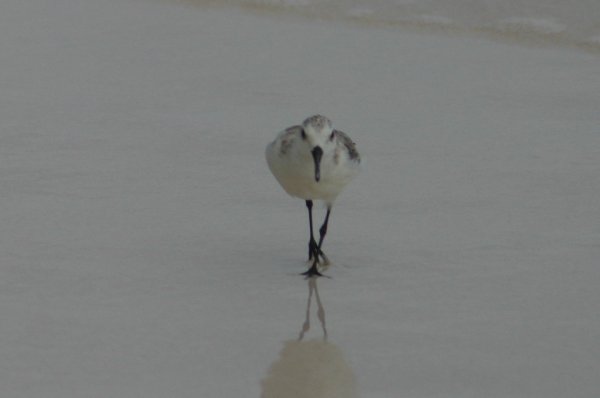 Becasseau de Sanderling, Calidris alba 