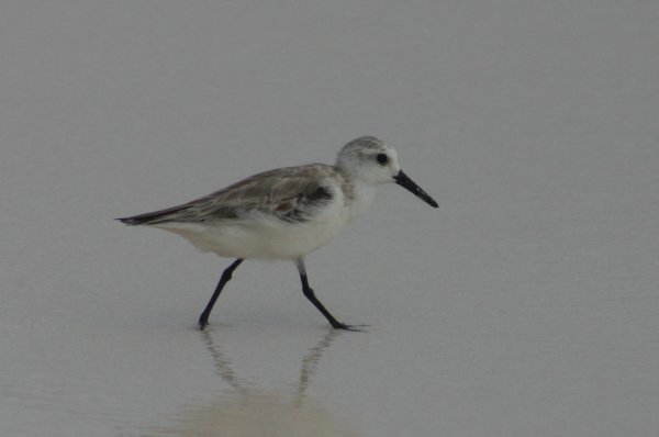 Becasseau de Sanderling, Calidris alba 