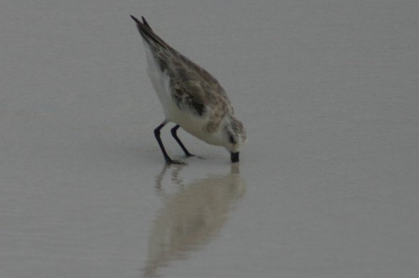 Becasseau de Sanderling, Calidris alba 