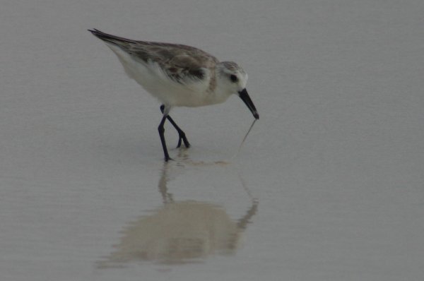 Becasseau de Sanderling, Calidris alba 