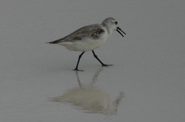 Becasseau de Sanderling, Calidris alba 