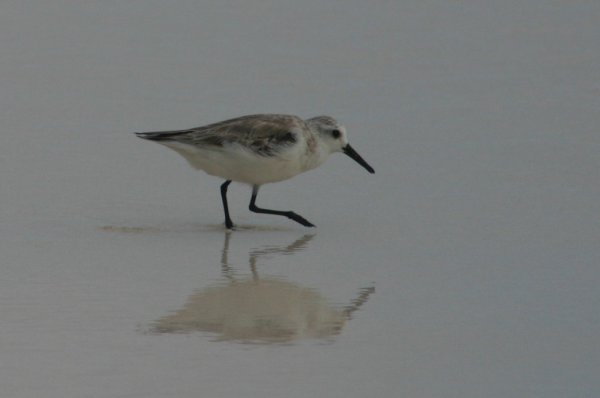 Becasseau de Sanderling, Calidris alba 