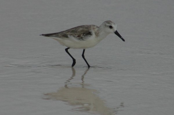Becasseau de Sanderling, Calidris alba 