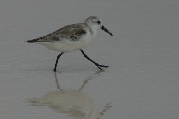 Becasseau de Sanderling, Calidris alba 
