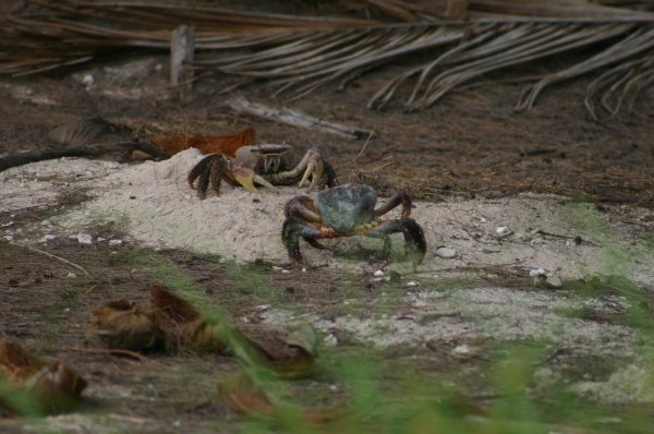 <br><a href=../crabe/index.html>Toutes les photos de crabe</a> 