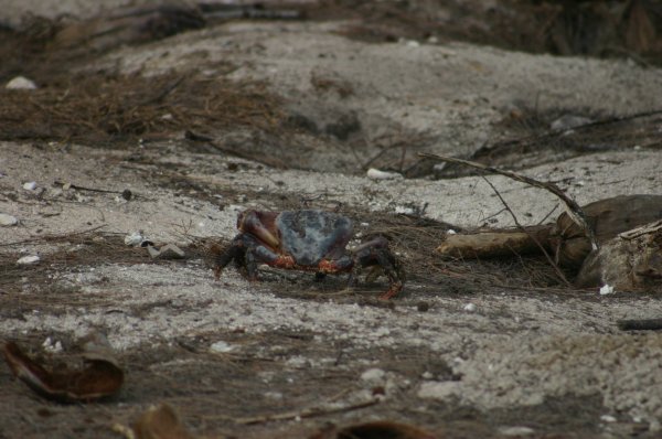 <br><a href=../crabe/index.html>Toutes les photos de crabe</a> 