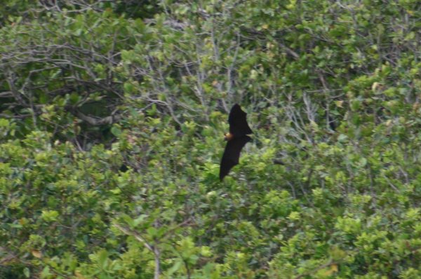 Chauve*souris &agrave; Petite Anse sur l