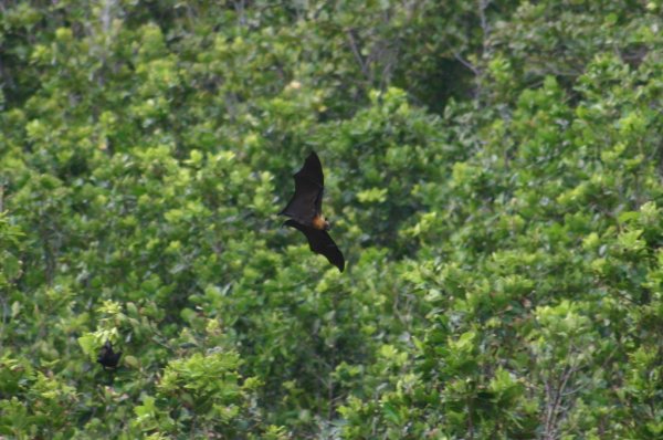 Chauve*souris &agrave; Petite Anse sur l