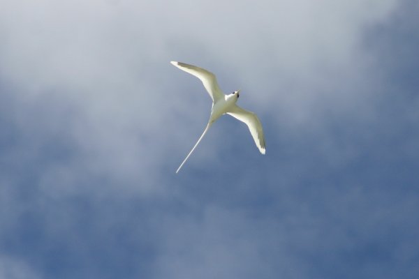 Paille*en-queue &agrave; bec jaune (Payanke), Pha&eacute;ton &agrave; Bec Jaune, Phaethon lepturus 