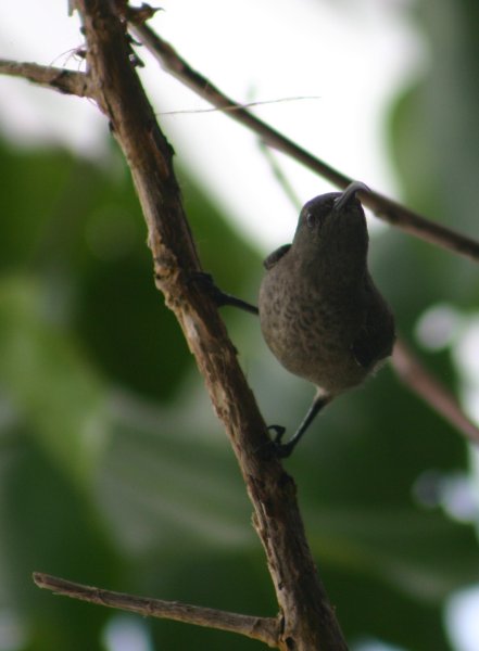 Souimanga des Seychelles (Kolibri)  La Digue <br><br> <A href=../souimanga/04_11_18n140330-souimanga-anse-pierrot.html>Toutes les photos</A> 