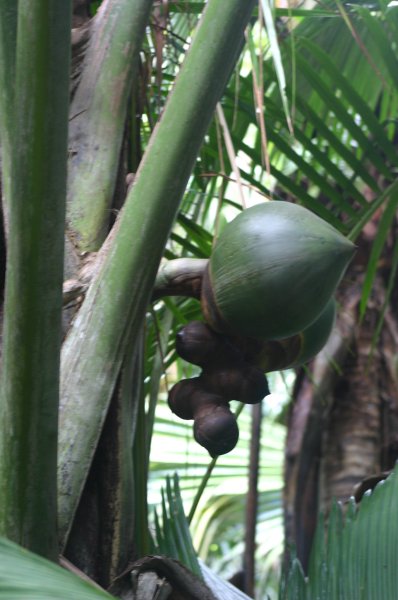 Vall&eacute;e de Mai: Coco de mer 