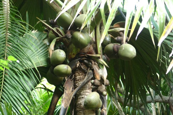 Coco de mer femelle 
