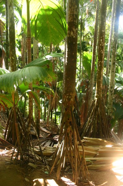 Le latanier latte se reconnait facilement au c&ocirc;ne basal form&eacute; par ses racines &eacute;chasses, lesquelles lui permettent 
de se maintenir sur des pentes escarp&eacute;es ou tr&egrave;s humides. La couche externe du tronc est tr&egrave;s dure et r&eacute;sistante. 
Autrefois, les lattes &eacute;taient d&eacute;cortiqu&eacute;es et urilis&eacute;e pour tapisser les murs des maisons.
 