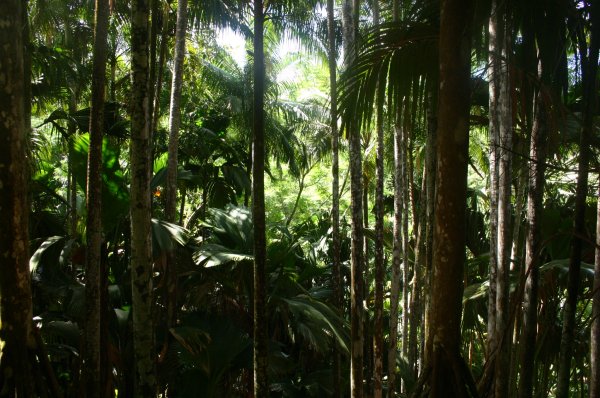 For&ecirc;t de lataniers latte 