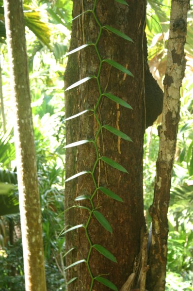  Vanille utilisant le tronc d