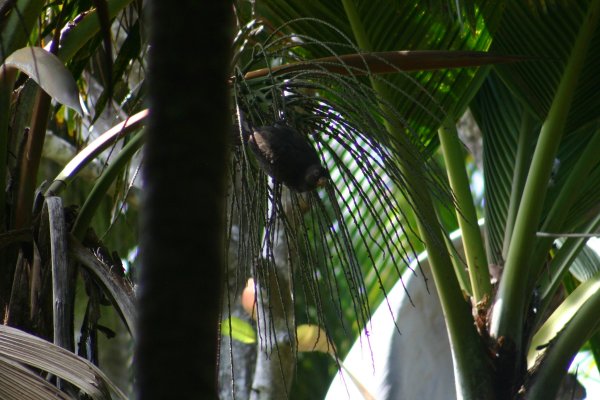 Perroquet noir, petit perroquet vasa, Coracopsis nigra barklyi ou kato nwar, Vall&eacute;e de Mai, Praslin, Seychelles 