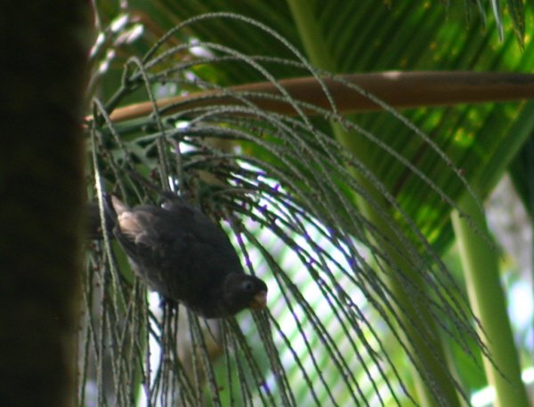 Perroquet noir, petit perroquet vasa, Coracopsis nigra barklyi ou kato nwar, Vall&eacute;e de Mai, Praslin, Seychelles 