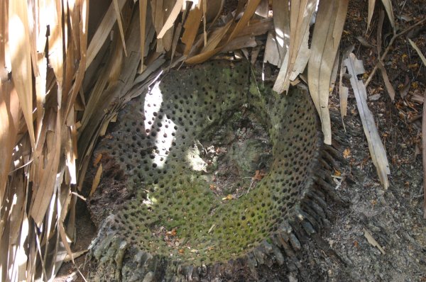 Jour 7: Praslin: Vall&eacute;e de Mai, F&eacute;licit&eacute;, Iles Cocos <br><br>A la base du Coco de Mer se trouve une coupelle extr&egrave;ment &eacute;paisse et persistante, ponctu&eacute;e de nombreux 
orifices de la taille d
