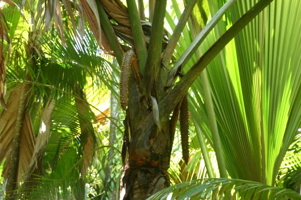 Coco de Mer m&acirc;le 