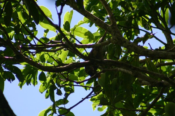 Perroquet noir, petit perroquet vasa, Coracopsis nigra barklyi ou kato nwar, Vall&eacute;e de Mai, Praslin, Seychelles 