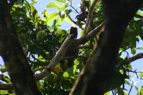 Perroquet noir, petit perroquet vasa, Coracopsis nigra barklyi ou kato nwar, Vall&eacute;e de Mai, Praslin, Seychelles 