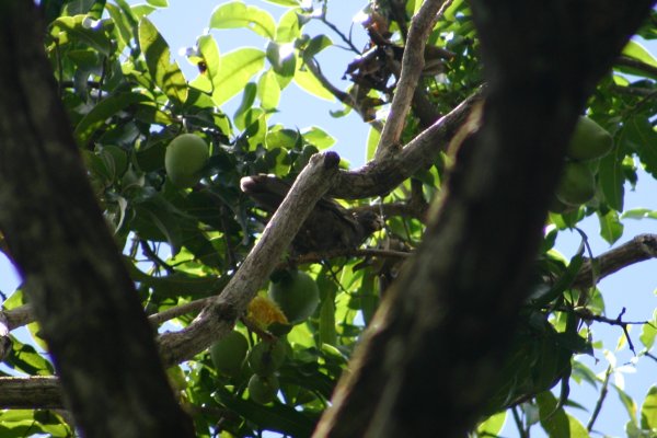 Perroquet noir, petit perroquet vasa, Coracopsis nigra barklyi ou kato nwar, Vall&eacute;e de Mai, Praslin, Seychelles 