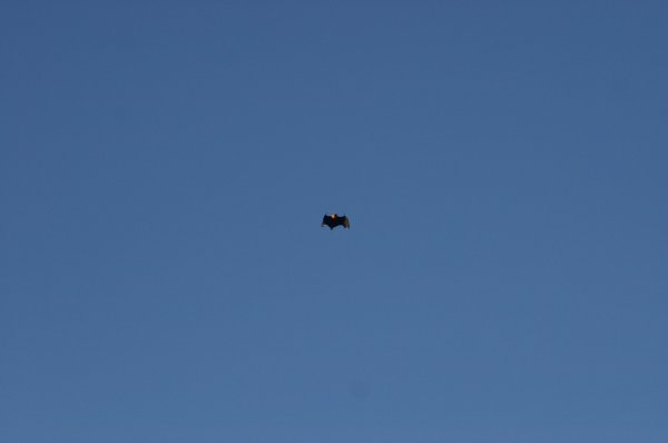 Chauve*souris &agrave; Petite Anse sur l