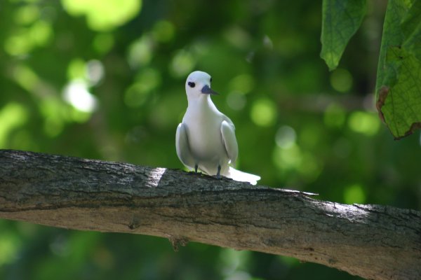 Gygis alba des Seychelles ou Gygis blanche, Fairy tern, Rothschildi alba de Gygis, Golan 