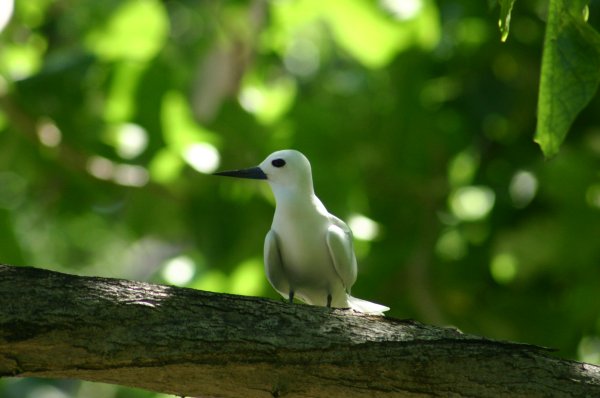 Gygis alba des Seychelles ou Gygis blanche, Fairy tern, Rothschildi alba de Gygis, Golan 