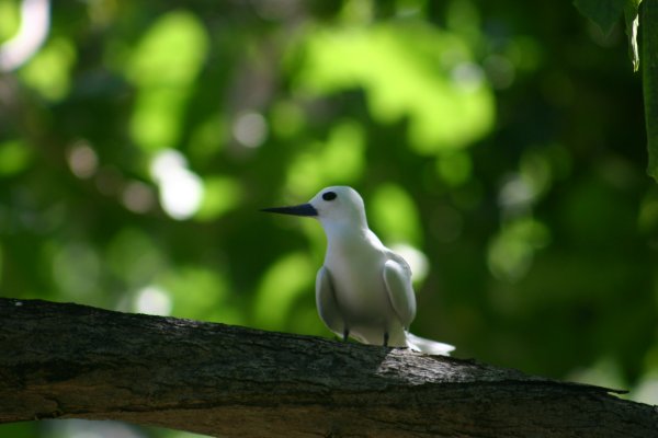 Gygis alba des Seychelles ou Gygis blanche, Fairy tern, Rothschildi alba de Gygis, Golan 