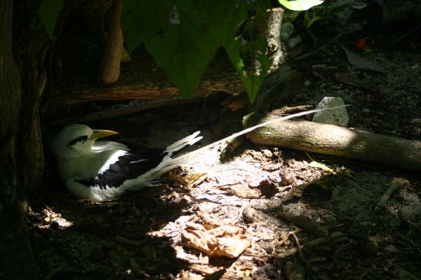 Paille*en-queue &agrave; bec jaune (Payanke), Pha&eacute;ton &agrave; Bec Jaune, Phaethon lepturus 