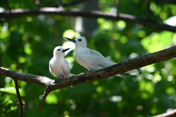 Gygis alba des Seychelles ou Gygis blanche, Fairy tern, Rothschildi alba de Gygis, Golan 