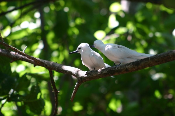Gygis alba des Seychelles ou Gygis blanche, Fairy tern, Rothschildi alba de Gygis, Golan 