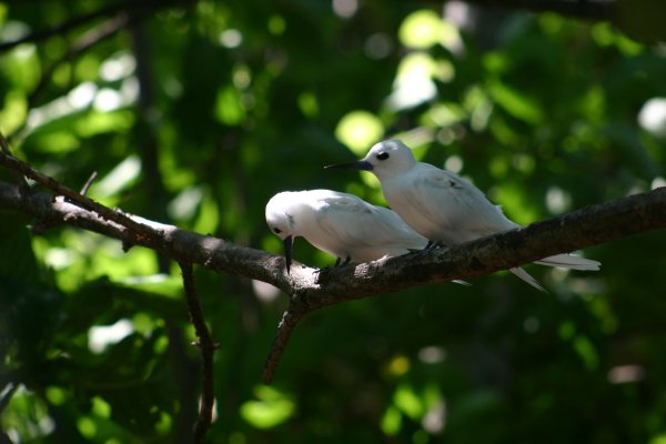 Gygis alba des Seychelles ou Gygis blanche, Fairy tern, Rothschildi alba de Gygis, Golan 