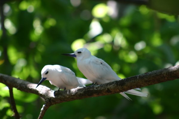 Gygis alba des Seychelles ou Gygis blanche, Fairy tern, Rothschildi alba de Gygis, Golan 