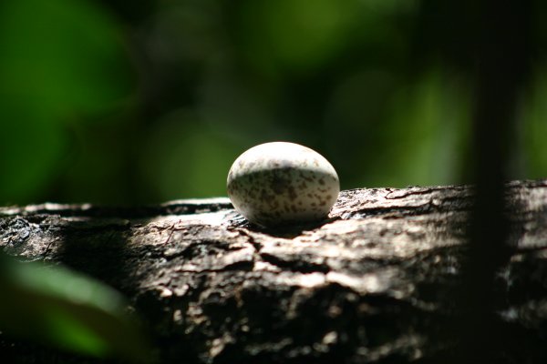 Elle ne construit pas de nid et son oeuf unique, tachet&eacute;, est pondu dans une petite d&eacute;pression sur une branche, un toit ou toute autre surface. 
La dur&eacute;e d