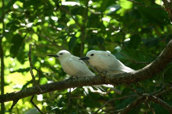 Gygis alba des Seychelles ou Gygis blanche, Fairy tern, Rothschildi alba de Gygis, Golan 