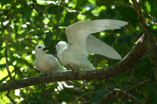 Gygis alba des Seychelles ou Gygis blanche, Fairy tern, Rothschildi alba de Gygis, Golan 