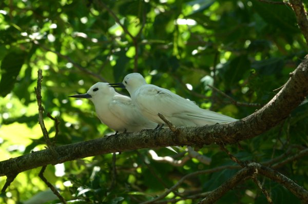 Gygis alba des Seychelles ou Gygis blanche, Fairy tern, Rothschildi alba de Gygis, Golan 